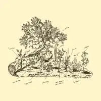 Slice of Forest - design