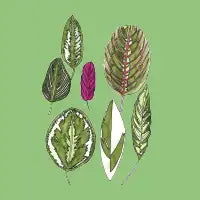Calathea Leaves - design