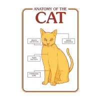Cat Anatomy - design