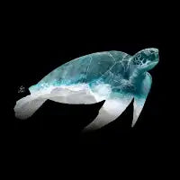 I Like Turtles - design