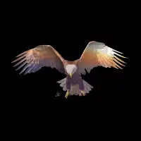 Swoop - design