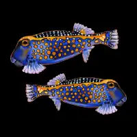 Box Fish - design