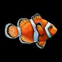 Clown Fish - design