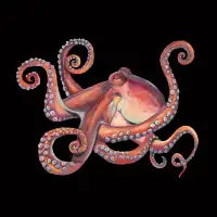 Octopus - design