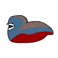 Button Quail - design