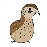 Dorky Bird - design