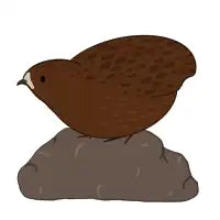 Tibetan Quail - design