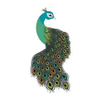 Peacock - design