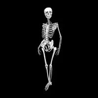 Skeleton - design