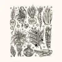 new HERBARIUM - design