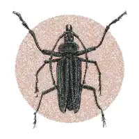 Beetle - design