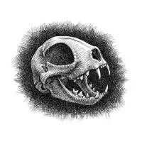 Cat Skull - design