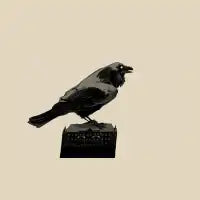 Crow - design