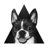 boston terrier - design