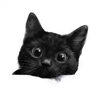 Pretty Please Cat - design