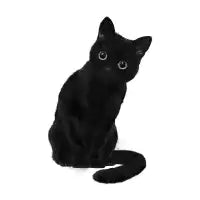 Spooky Cute Cat - design