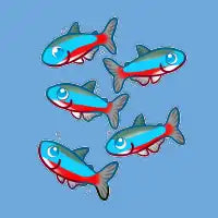 Cardinal Tetras - design