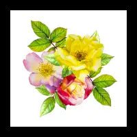 Roses. Bouquet - design