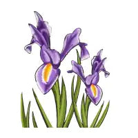 Irises - design