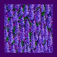 Lavender Field - design