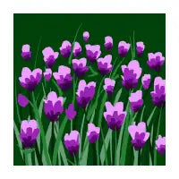 Tulips in bloom - design