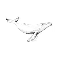 Ballena - design