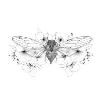 Cigarra - design