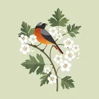 Common Redstart on Hawthorn Blossoms - design