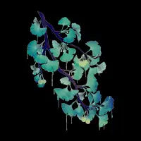 O Ginkgo on Black - design