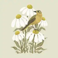 Yellow Wagtail Bird - design