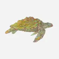 Turtle Island - design