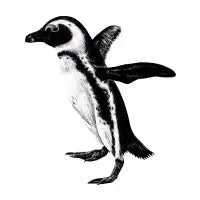 African penguin - design