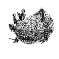 Axolotl - design