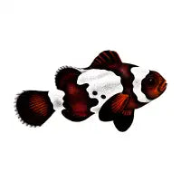 Black ice snowflake clownfish - design