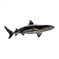 Blacktip reef shark - design