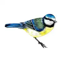 Blue tit bird - design