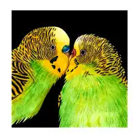 Budgie love - design