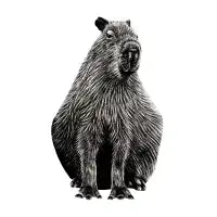 Capybara - design