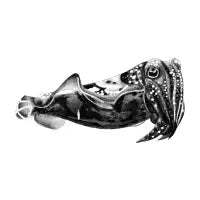 Cuttlefish - design