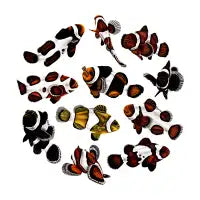 Designer clownfish circle - design