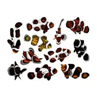 Designer clownfish horizontal - design