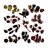 Designer clownfish square - design
