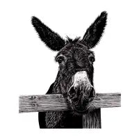 Donkey illustration - design
