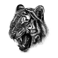 Fierce tiger - design
