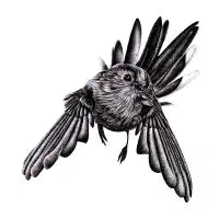 Flying long-tailed tit - design