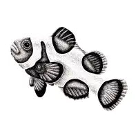 Gladiator clownfish drawing - design