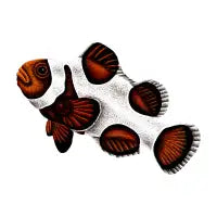Gladiator clownfish - design