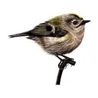 Goldcrest - design