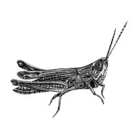 Grasshopper - design