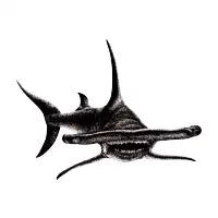 Hammerhead shark drawing - design